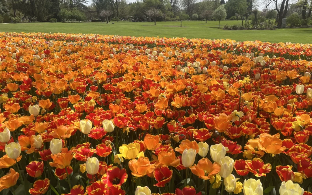 ARBORETUM VOLČJI POTOK – Nedelja, 12. april 2026