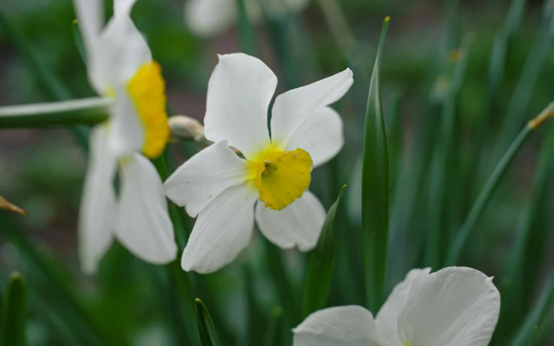 MESEC NARCIS – GOLICA –  Nedelja, 17. maj 2026