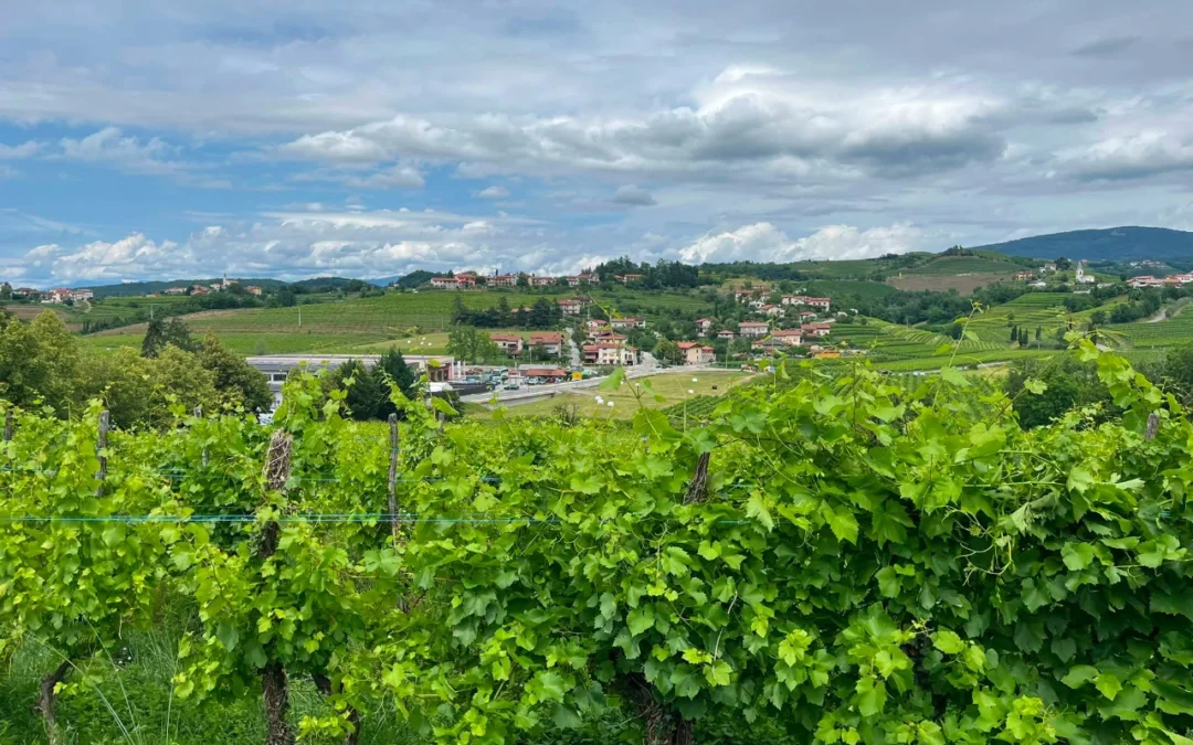 GORIŠKA BRDA – GONJAČE, ŠMARTNO, DOBROVO IN SVETA GORA Nedelja, 27. september 2026